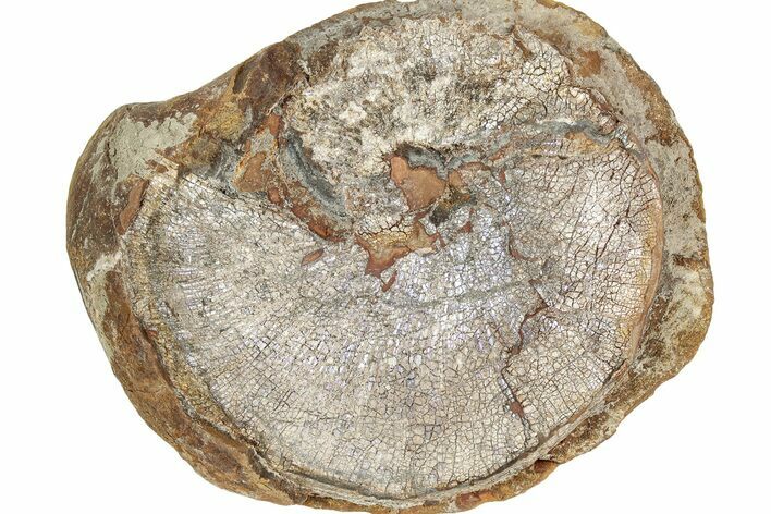 Champagne-Pink Fossil Ammonite (Hoploscaphities) - South Dakota #336266
